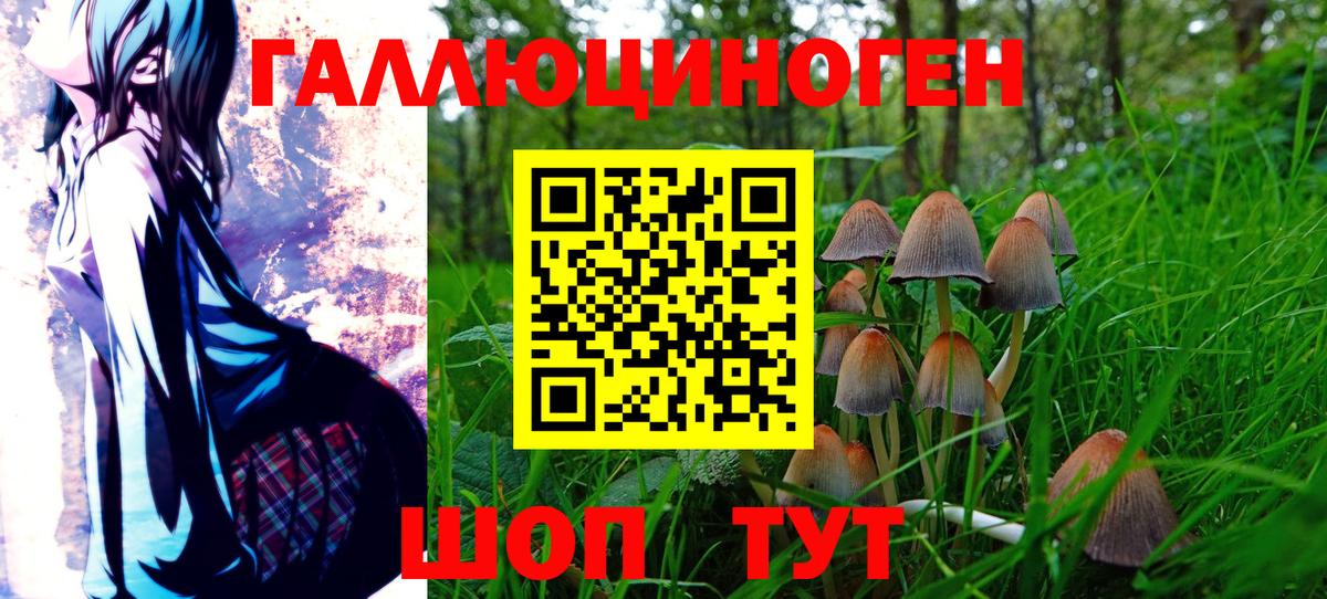 Гай  Псилоцибиновые грибы Cubensis  Вход с VPN 